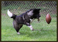 Akita Puppies, Akita Puppy, Akita Breeder
