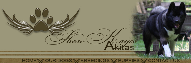 Akita Breeder, Akita Puppies, Akita Puppy, Western Washington Akitas