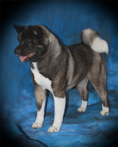 American Champion SheBogi's Fly'n High Showkayce