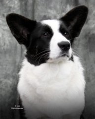 corgie.jpg