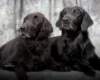 flatcoats_small.jpg