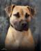 pitty1_small.jpg