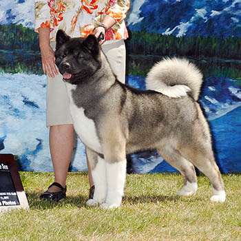 GCH CH SHOWKAYCE'S SMOK'N MOTION